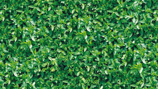 Fototapete Blätterwand » Frisches Grün für moderne Räume Belebendes Design mit natürlichem Flair Nur bei Pimp My Wall