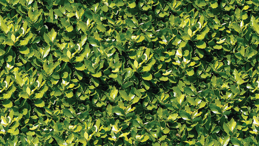 Grüne Blättertapete mit goldigem Touch » Dschungel-Look Stil & Frische in einem Nur bei Pimp my Wall