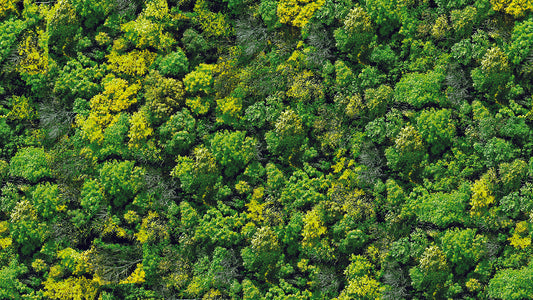 Naturtapete mit gelbgrüner Blattstruktur » Frische Energie Lebendige Waldoptik Nur bei Pimp my Wall