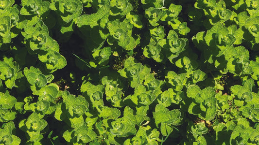 Blätter-Tapete Grün & Mint – Modern Detailansicht – Grün, Mint, selbstklebend