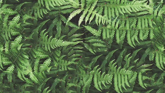 Fototapete mit Farnstruktur » Tropische Tiefe Lebendige Blätteroptik Nur bei Pimp my Wall