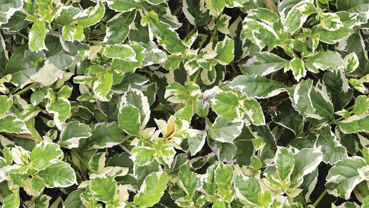 Blätter-Tapete Weiß & Grün – Modern Detailansicht – Grün, Weiß, selbstklebend