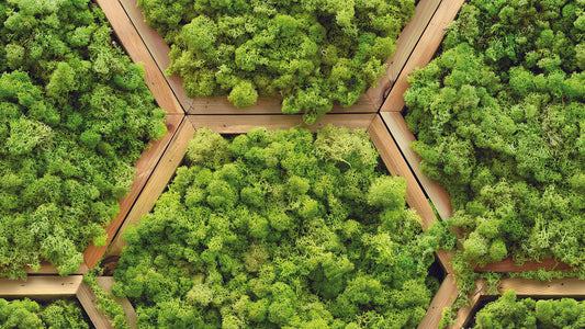 Hexagon Moos Tapete » Struktur trifft Natur Stylisch & frisch Nur bei Pimp my Wall