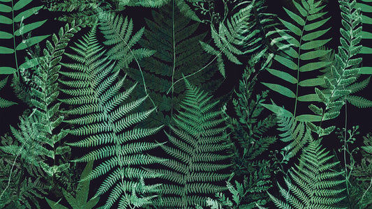 Farn Tapete dunkelgrün » Dschungel-Vibe trifft Design Stilvoll & mystisch Nur bei Pimp my Wall