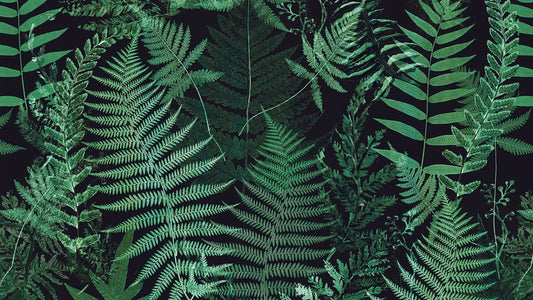 Tropische Blättertapete Schwarz & Grün – Elegant Detailansicht – Grün, Schwarz, selbstklebend
