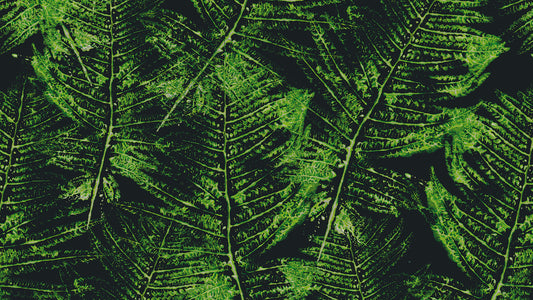 Grüne Blätter Tapete » Tiefer Look mit Dschungel-Flair Stilvolle Struktur Nur bei Pimp my Wall