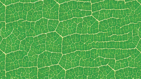 Moderne Blätterstruktur Frisches Grün mit natürlichem Flair Ruhig & belebend – by Pimp My Wall