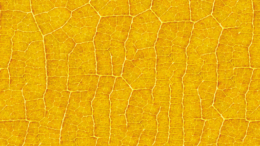 Gelbe Blatttapete Strahlendes Design mit Struktur Gute-Laune-Garantie – von Pimp My Wall