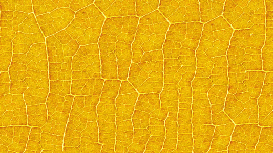 Blätter-Tapete Gelb & Sand Detailansicht – Sand, Gelb, selbstklebend