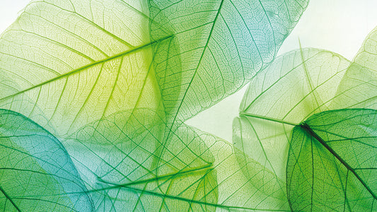 Frische Blatt-Tapete Helle Grüntöne & Transparenzeffekt Design by Pimp My Wall