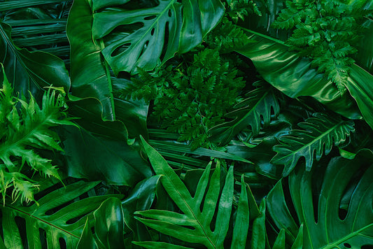 Tropen-Dschungel-Tapete Tiefe Grüntöne Design by Pimp My Wall