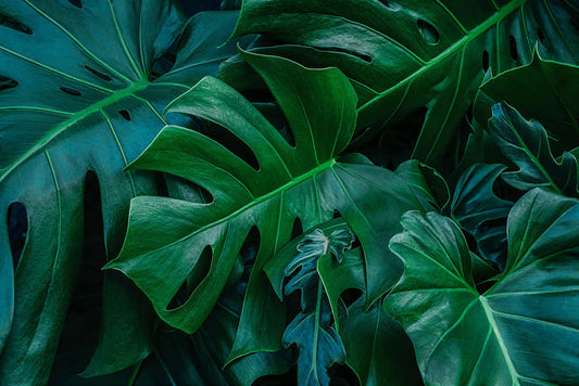 Tropische Tapete Dschungelkraft – kraftvolles Blattmuster in satten Grüntönen