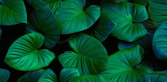 Tapete Midnight Leaves dunkle Eleganz trifft Urban Jungle dramatisch & modern Design by Pimp My Wall