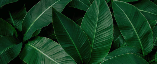 Tapete Banana Leaves tropisch & modern intensives Blattgrün Design by Pimp My Wall