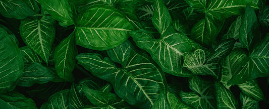 Tapete Monstera Macro tropisch & modern XL-Blattstruktur Design by Pimp My Wall