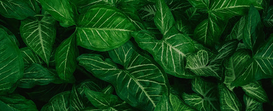 Tropische Tapete Urban Jungle Vibes – trendiges Blattdesign in sattem Grün