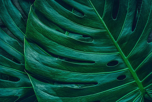 Tropische Tapete Monstera Großaufnahme – detaillierte Blattstruktur im Nahformat