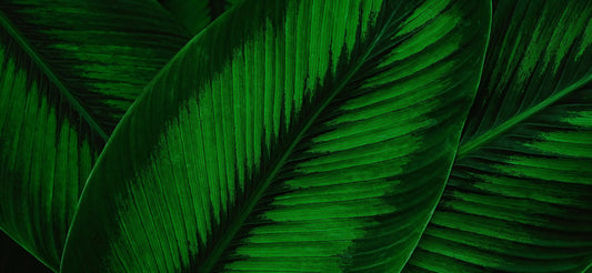 Tropische Tapete Palmendetail – kunstvolle Palmblatt-Strukturen in XXL-Format