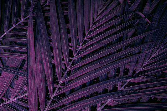 Tapete Violet Weave violette Palmenblätter strukturiert & geheimnisvoll exotisch & elegant Design by Pimp My Wall