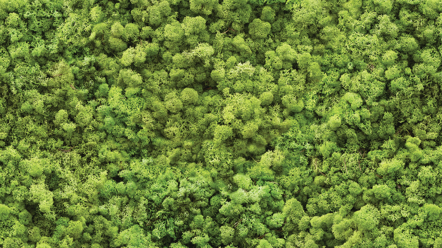 Fototapete in Moosoptik » Waldgrüne Struktur  Beruhigender Natur-Look  Nur bei Pimp my Wall