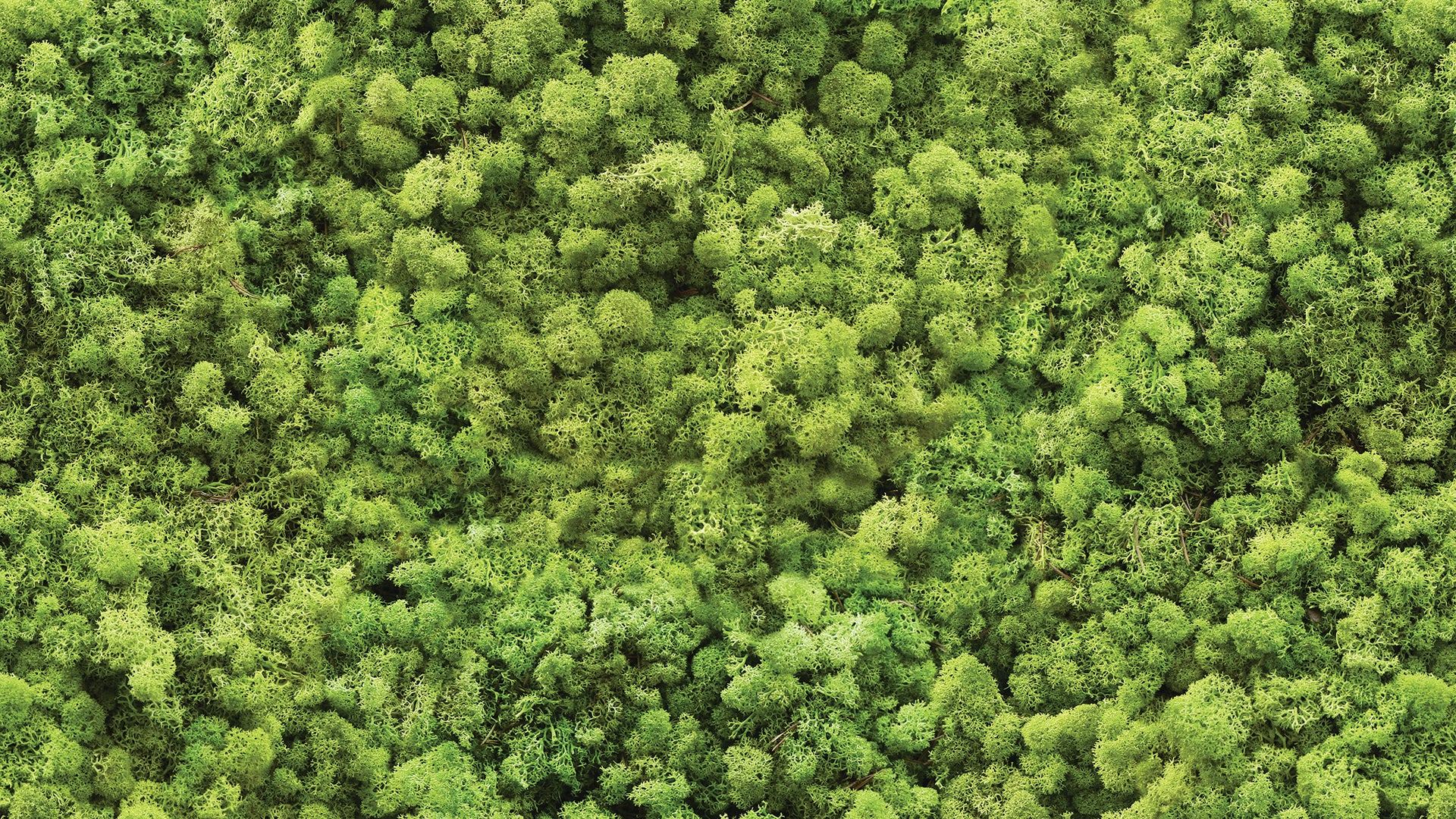 Fototapete in Moosoptik » Waldgrüne Struktur  Beruhigender Natur-Look  Nur bei Pimp my Wall