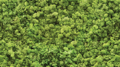 Fototapete in Moosoptik » Waldgrüne Struktur  Beruhigender Natur-Look  Nur bei Pimp my Wall