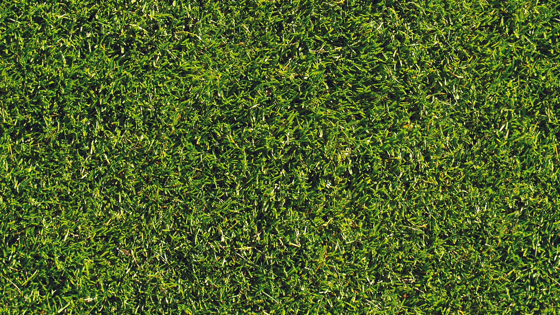 Fototapete in Rasenoptik » Grüner Urban-Style  Frischer Look für jeden Raum  Nur bei Pimp my Wall