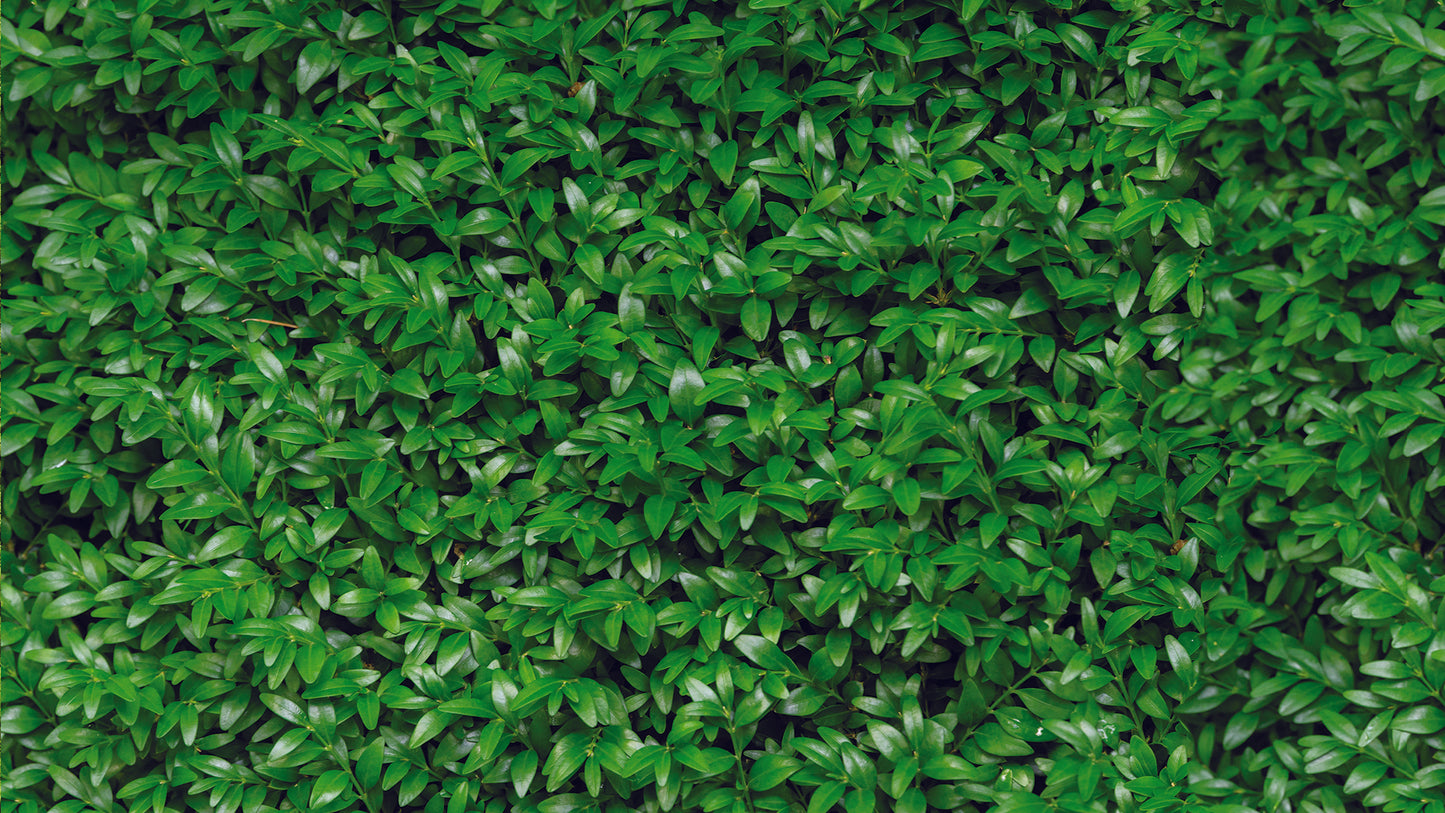 Fototapete mit Blätterstruktur » Grüner Natur-Look  Stilvoll & modern  Exklusiv bei Pimp my Wall