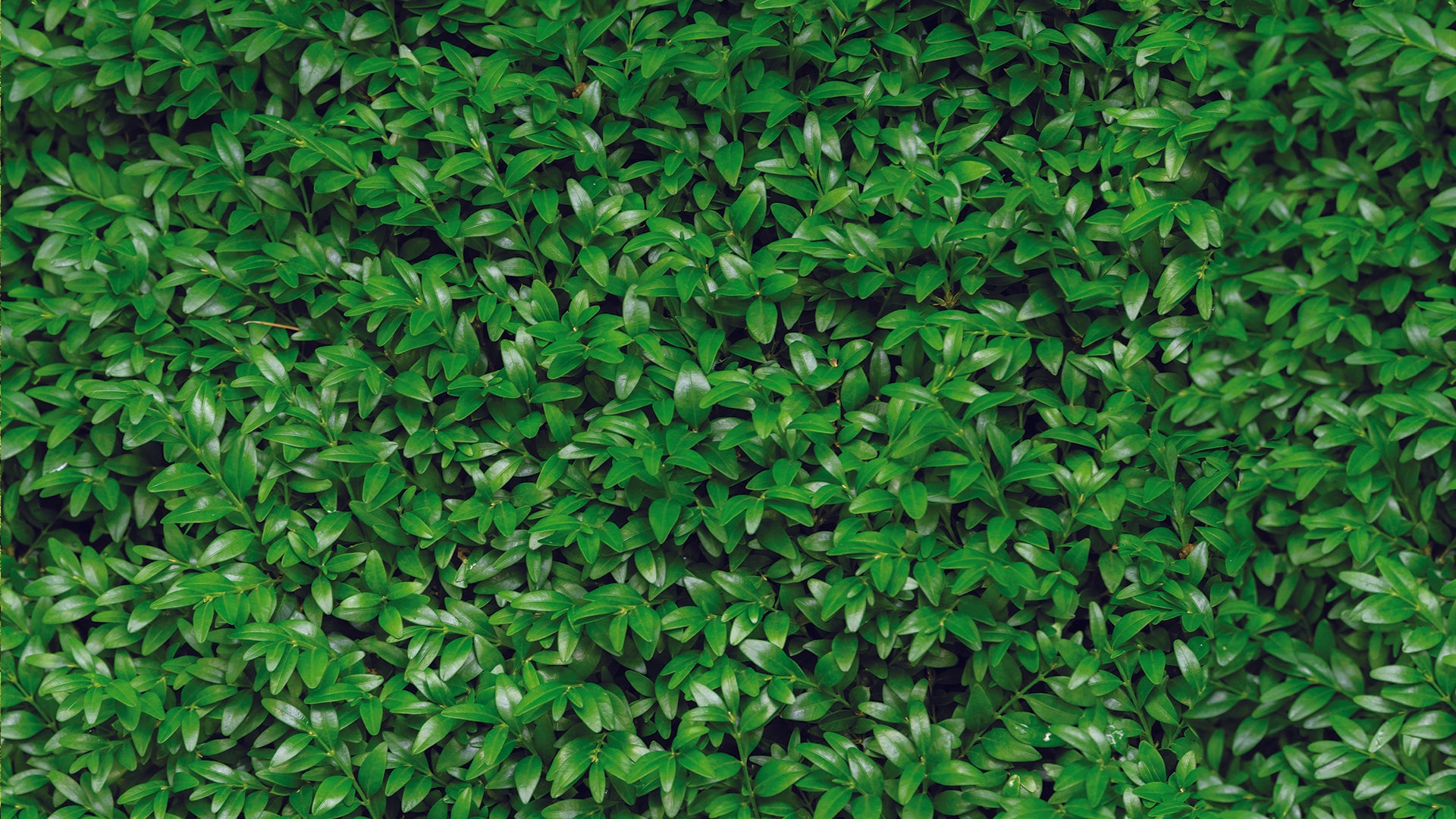 Fototapete mit Blätterstruktur » Grüner Natur-Look  Stilvoll & modern  Exklusiv bei Pimp my Wall