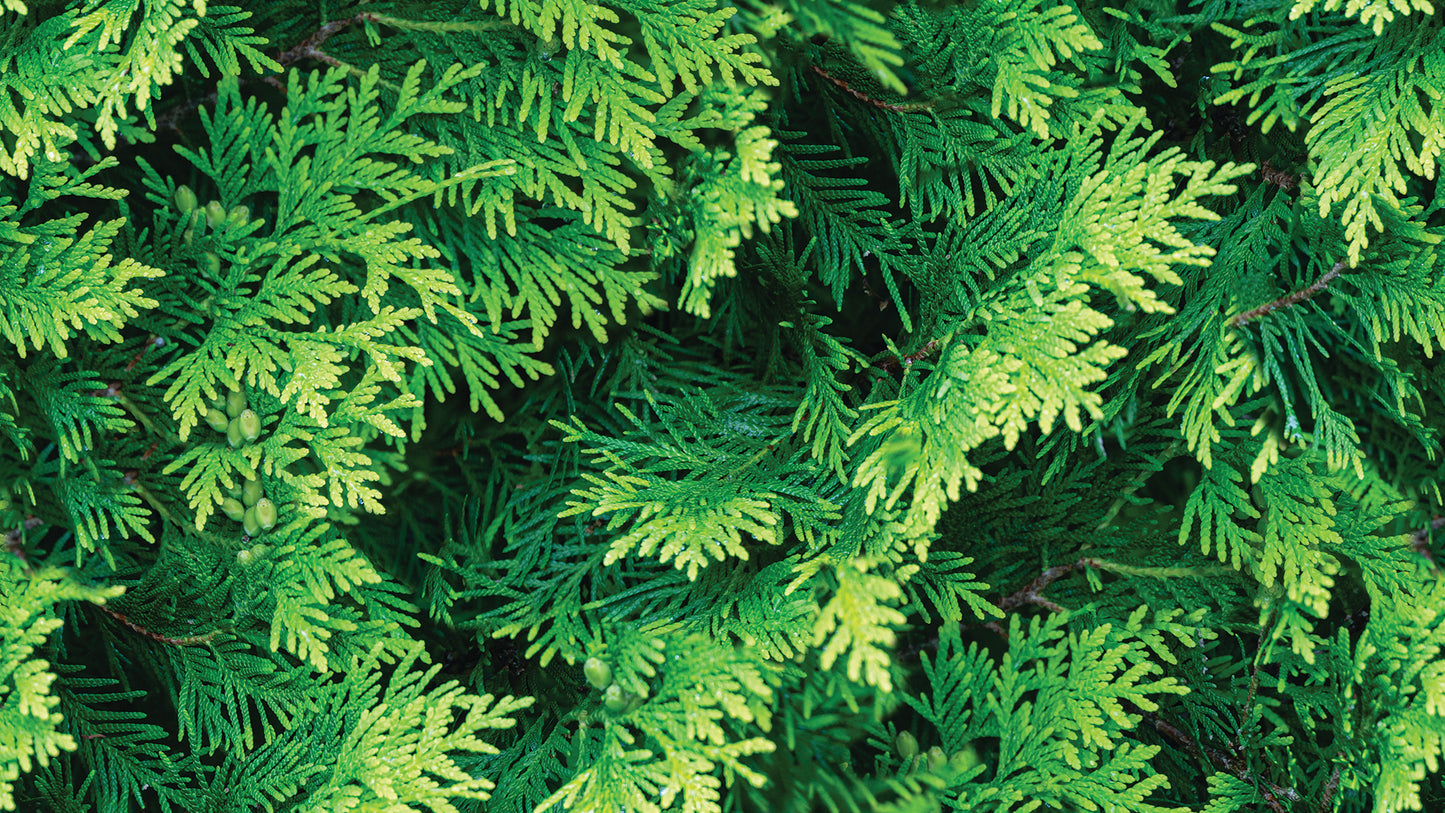 Fototapete mit Nadelgrün-Design » Dichte Waldstruktur  Tiefer Naturlook  Nur bei Pimp my Wall