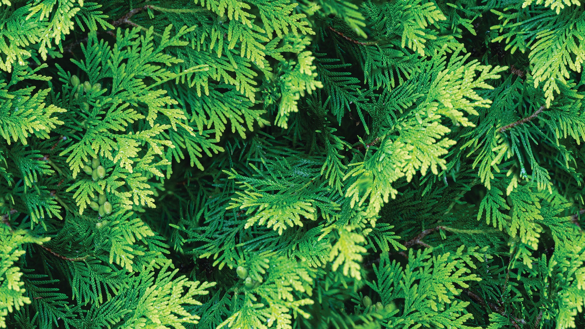 Fototapete mit Nadelgrün-Design » Dichte Waldstruktur  Tiefer Naturlook  Nur bei Pimp my Wall