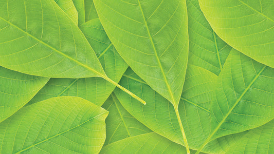 Fototapete mit großem Blattmuster » Frische Optik  Moderner Natur-Look  Nur bei Pimp my Wall