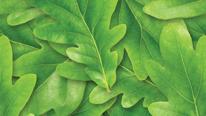 Grüne Eichenblatt-Tapete  Naturdesign in sattem Grün  Frischer Look by Pimp My Wall