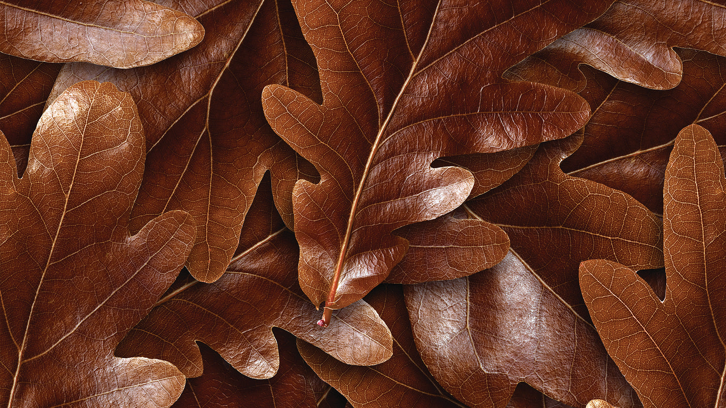 Braune Blätter-Tapete  Warmer Herbst-Look  Natürliches Design von Pimp My Wall
