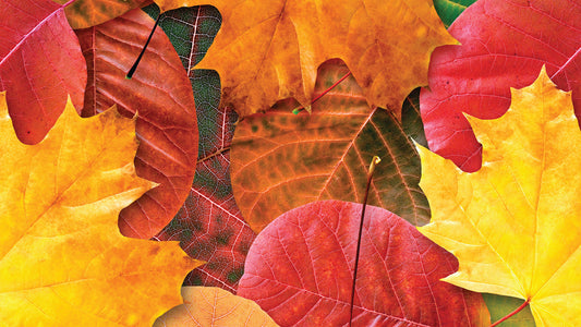 Herbstlaub-Tapete  Kräftige Herbstfarben  Design by Pimp My Wall