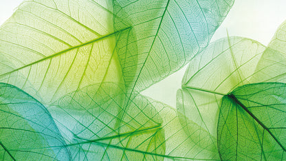 Frische Blatt-Tapete  Helle Grüntöne & Transparenzeffekt  Design by Pimp My Wall
