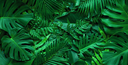 Dschungel-Tapete  Lebendige Grüntöne  Design by Pimp My Wall