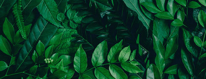 Dunkelgrüne Blätter-Tapete  Tiefe Naturstimmung fürs Zuhause  Design by Pimp My Wall
