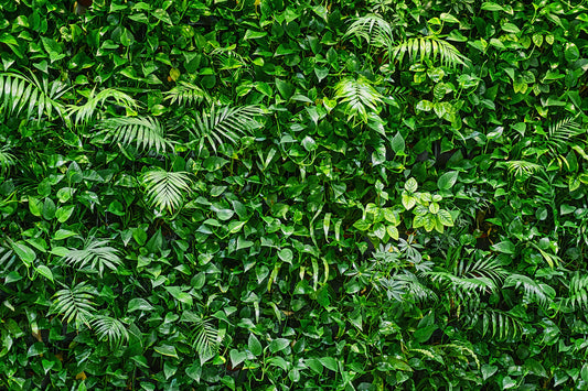 Botanische Tapete Urban Jungle  Grüner Look für modernes Wohnen  Design by Pimp My Wall