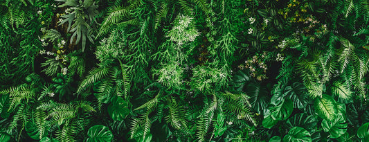 Tapete Botanical Wonder  Dschungel-Design mit floralen Details  Design by Pimp My Wall