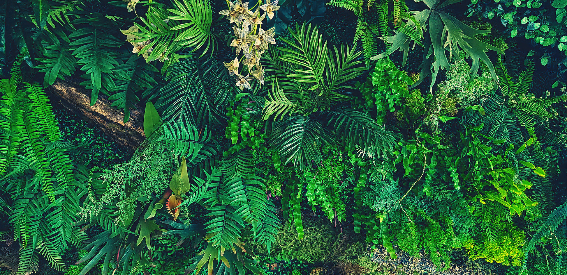 Tapete Jungle Dream  Dschungel-Tapete mit Farnen & Tropenflair  Design by Pimp My Wall