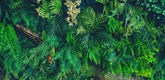 Tapete Jungle Dream  Dschungel-Tapete mit Farnen & Tropenflair  Design by Pimp My Wall