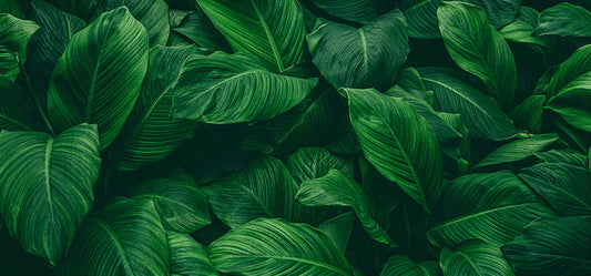 Tapete Deep Canopy  elegante Blattstruktur in sattem Grün  ruhige Tiefe für urbane Räume  Design by Pimp My Wall