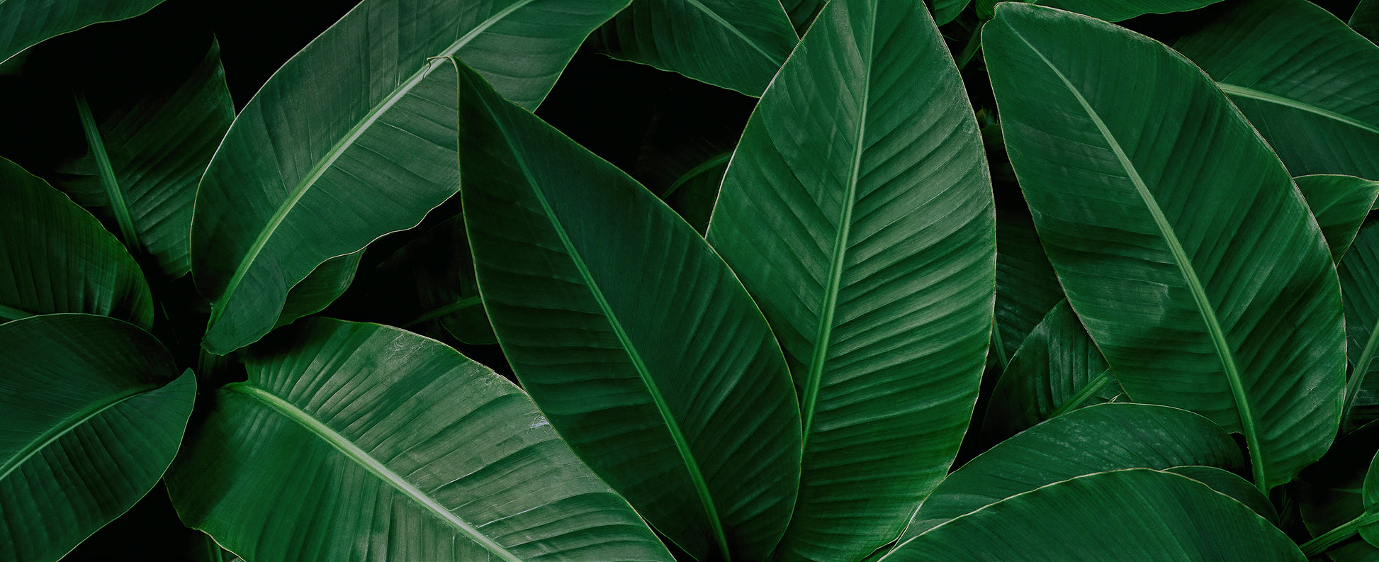 Tapete Banana Leaves  tropisch & modern  intensives Blattgrün  Design by Pimp My Wall