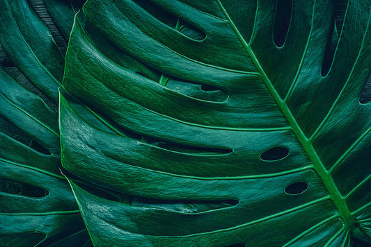 Tapete Monstera Macro  tropisch & modern  XL-Blattstruktur  Design by Pimp My Wall