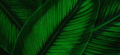 Tapete Dschungelblick  tropische Wandgestaltung  Wald-Illusion  Design by Pimp My Wall
