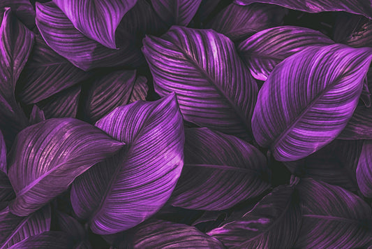 Tapete Purple Tropic Glow  violette Blätter  tropisches Design  Statement-Wand  Design by Pimp My Wall