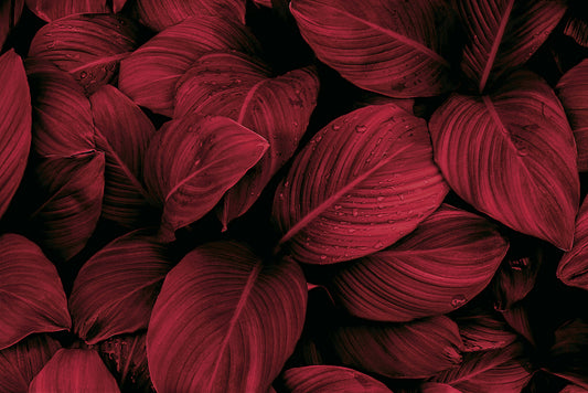 Tapete Crimson Rainfall  rote Blätter  Tropenregen-Stimmung  luxuriös & sinnlich  Design by Pimp My Wall
