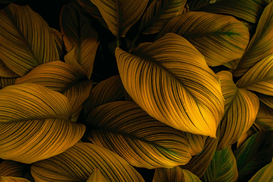 Tapete Golden Jungle  gold-gelbe Blätter  tropische Eleganz  edel & stilvoll  Design by Pimp My Wall