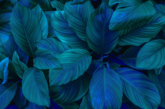 Tapete Midnight Tropic  blaue Dschungelblätter  tropisch & mystisch  modern & elegant  Design by Pimp My Wall